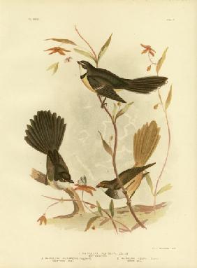 White-Shafted Fantail Or Grey Fantail 1891