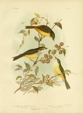 Yellow-Breasted Robin Or Eastern Yellow Robin 1891
