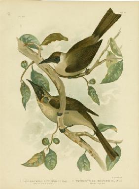 Yellow-Throated Friarbird Or Little Friarbird 1891