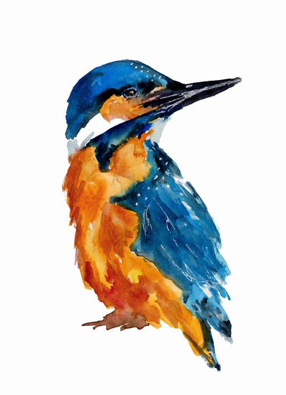 Little Kingfisher von Sebastian  Grafmann