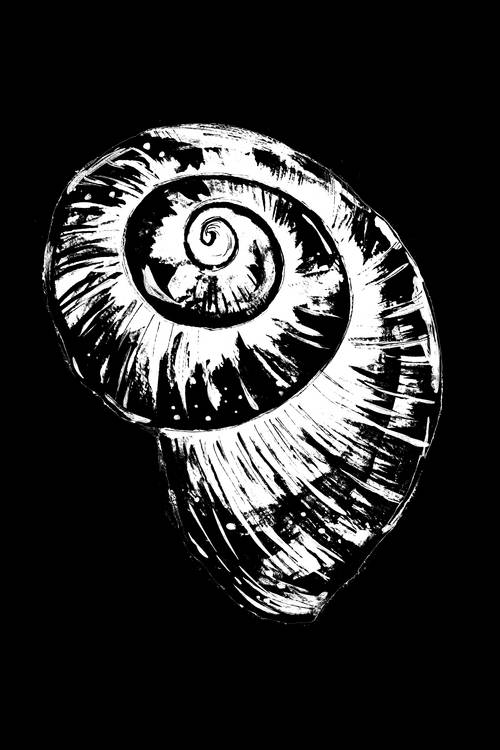 Black and White Spiral Snail Shell von Sebastian  Grafmann
