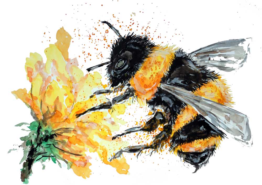 Bumble Bee Collecting Pollen von Sebastian  Grafmann