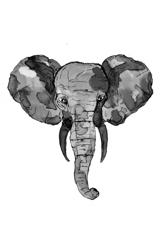 Grey African Elephant Head von Sebastian  Grafmann