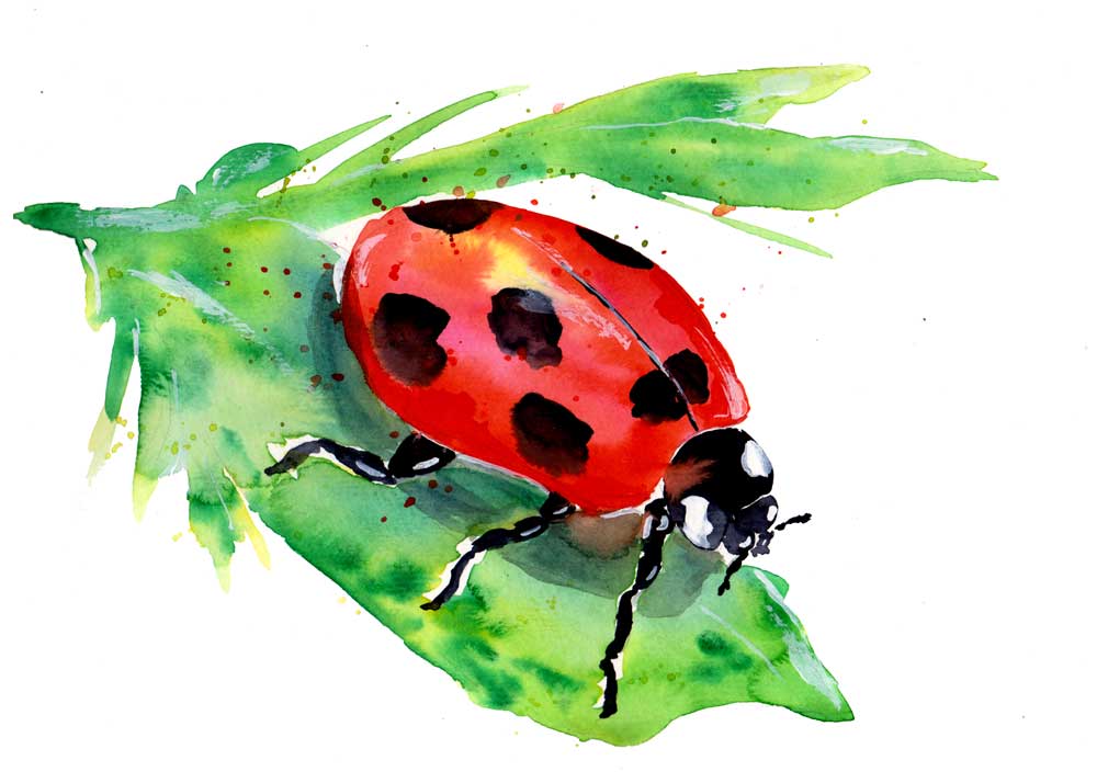 Ladybug On A Green Leaf von Sebastian  Grafmann