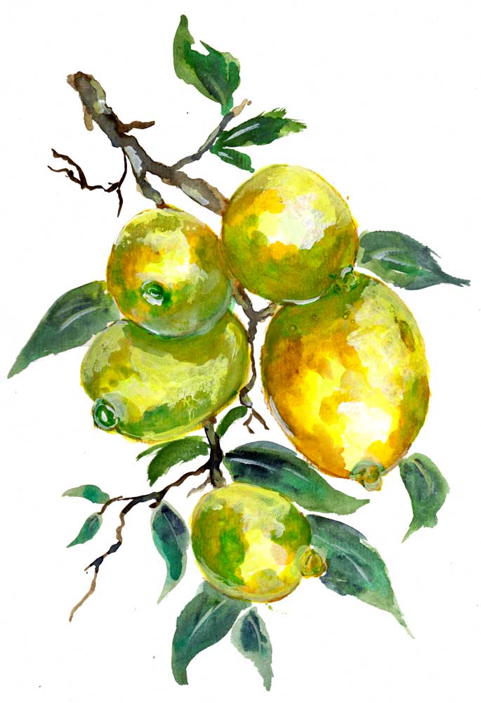 Lemon Fruits On A Tree Branch von Sebastian  Grafmann