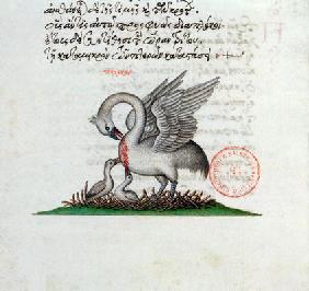 Ms 3401 A Pelican Piercing its Breast to Feed its Young, from a Bestiary by Manuel Philes, 1566 (vel 12th