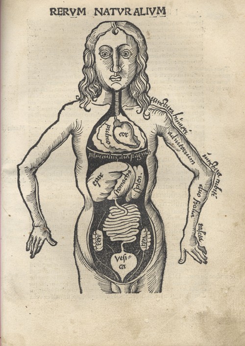 Margarita Philosophica. Anatomie von Gregor Reisch