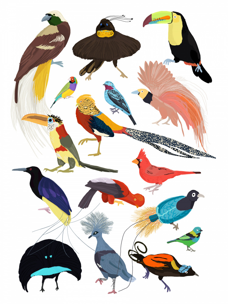 Paradiesvögel von Hanna Melin