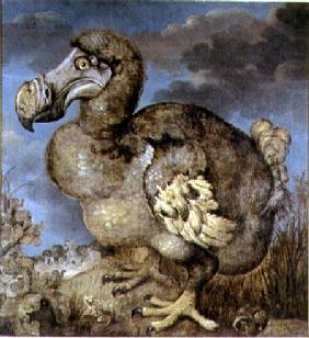 The Dodo 1651