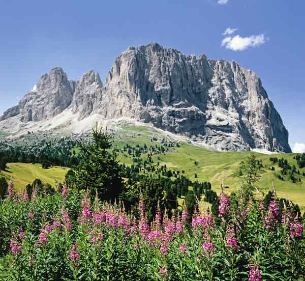 Bergblumen vor Sella-Gruppe von Hans-joachim Arndt
