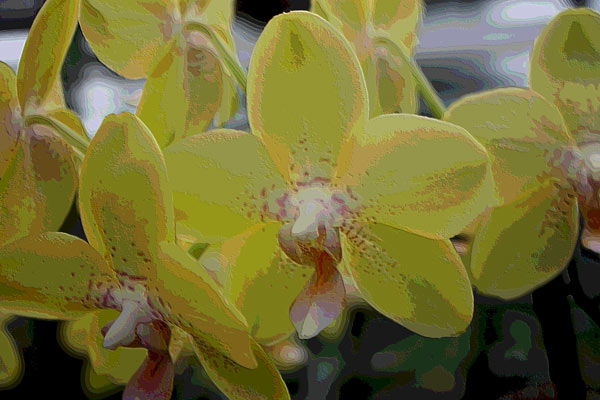 Orchidee 0044 von Harald Albrecht