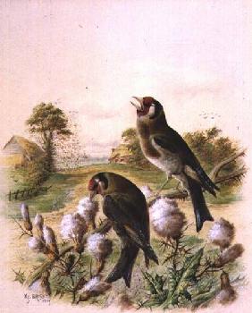 Goldfinches on thistles 1889
