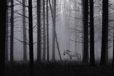Graues Zebra im Nebel...