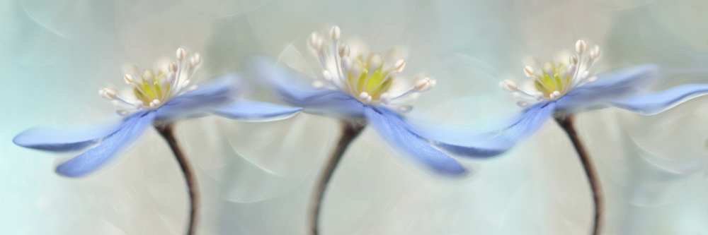 Dancing anemones von Heidi Westum