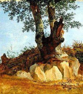 A Tree in Campagna 1822-23