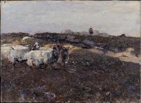 Schafe in Heidelandschaft