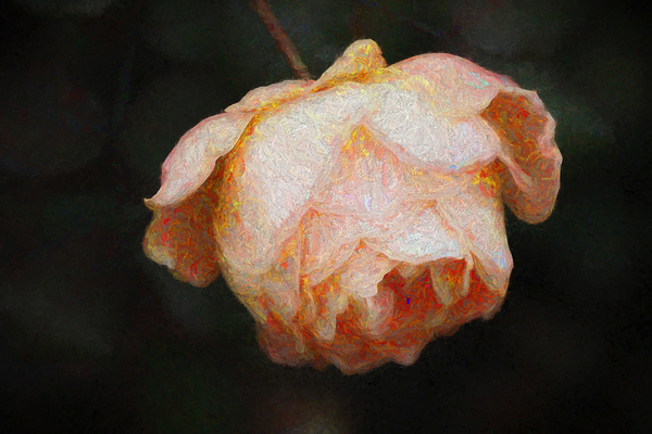 Bloom von Helen White