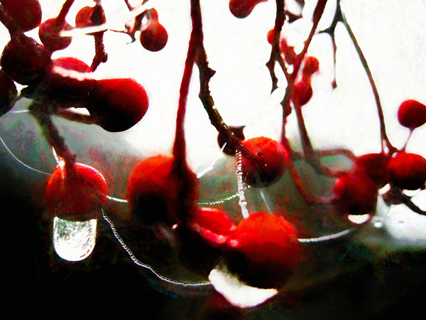 Lush Berries von Helen White