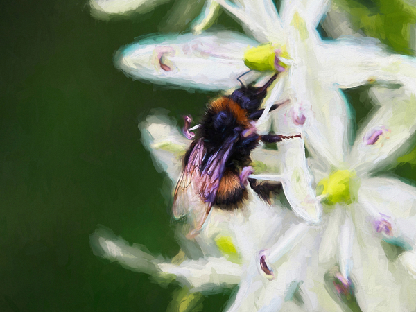 Summer bee von Helen White