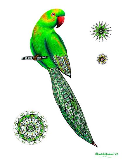 Tropical parrot 2022