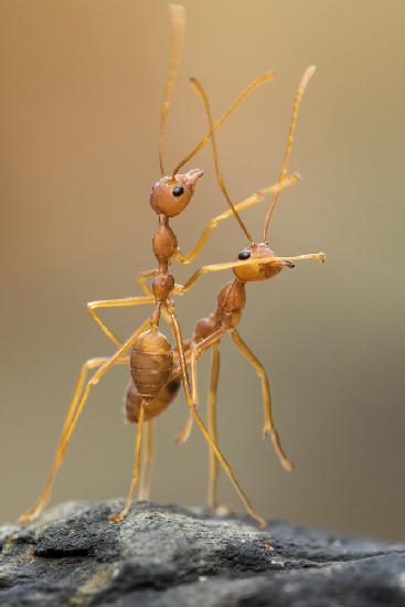 Tanzende Ameisen