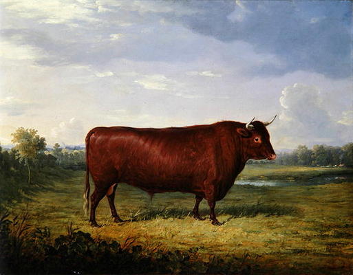 Portrait of a Brown Bull, 1834 (oil on canvas) von Henry Calvert