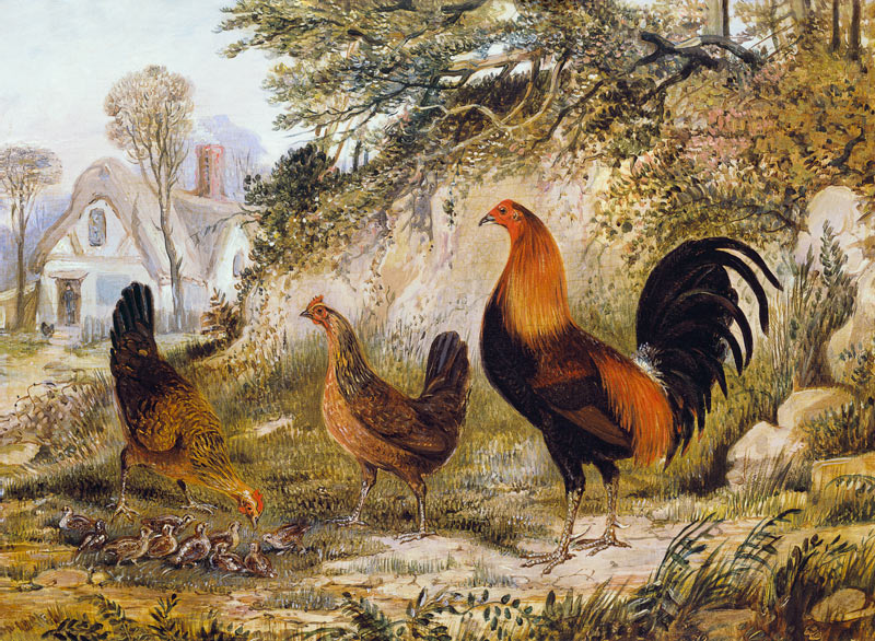 Cockerel, Hens and Chicks von Henry Thomas Alken
