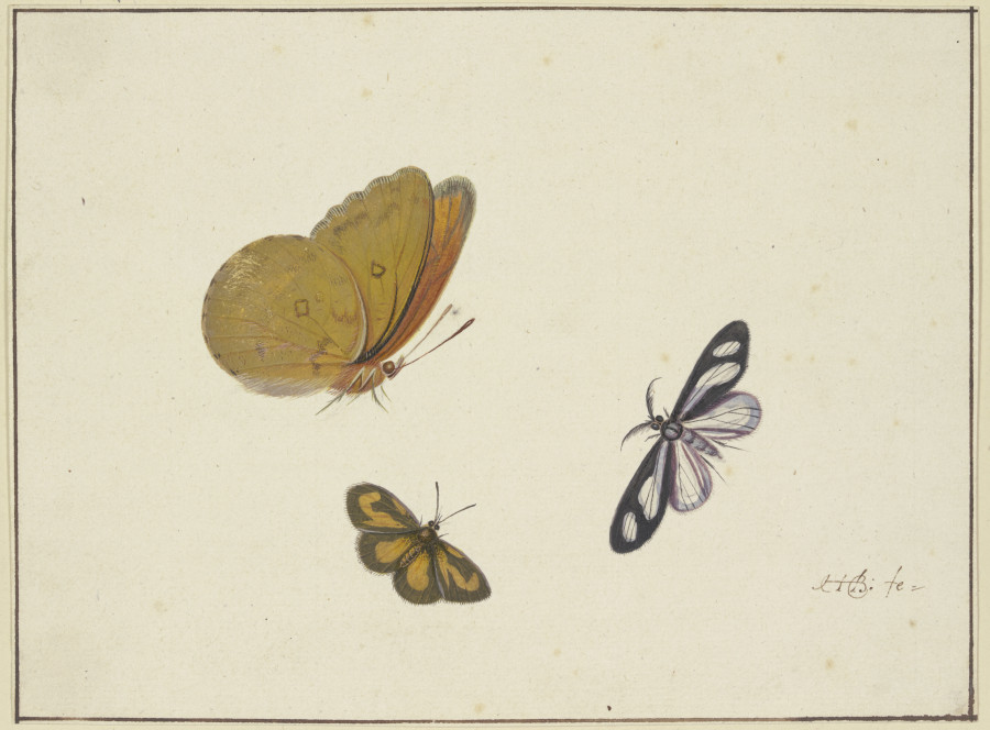 Ein gelber, ein schwarz-gelber und ein schwarz-weißer Schmetterling von Herman Henstenburgh
