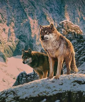 Wolf couple in Sunset 2016