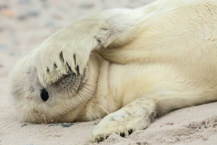 Peekaboo von Hillebrand Breuker