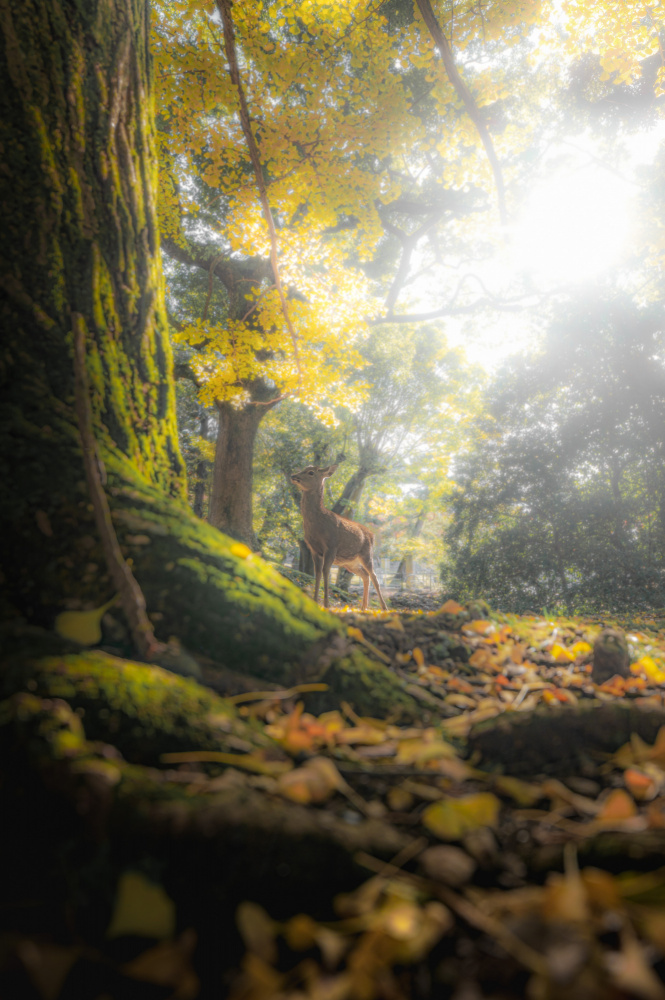 Ein Rehkitz im Herbstwald von まちゅばら/Hiroki Matsubara