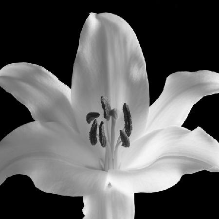 Silent Sensual Lilly 2006