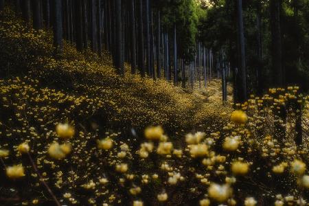 Goldener Wald („Mitsumata“ in voller Blüte)