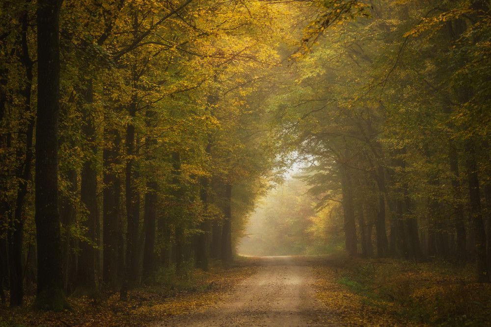Herbstwald von Hober Szabolcs