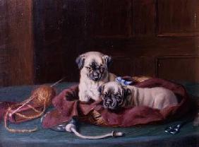 Pug Puppies in a Basket (panel)