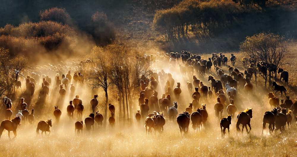 Horses von Hua Zhu