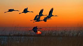 Red-crowned Crane