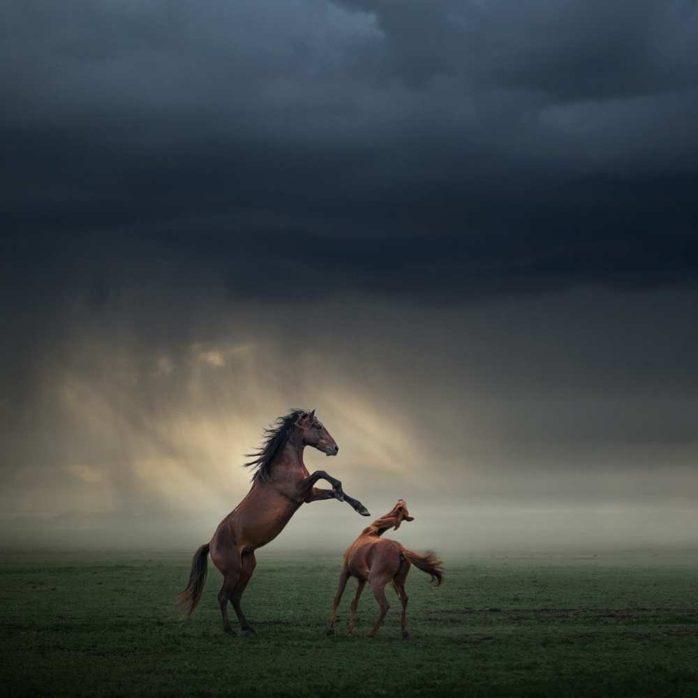 Horses Fight von Hüseyin Taskin