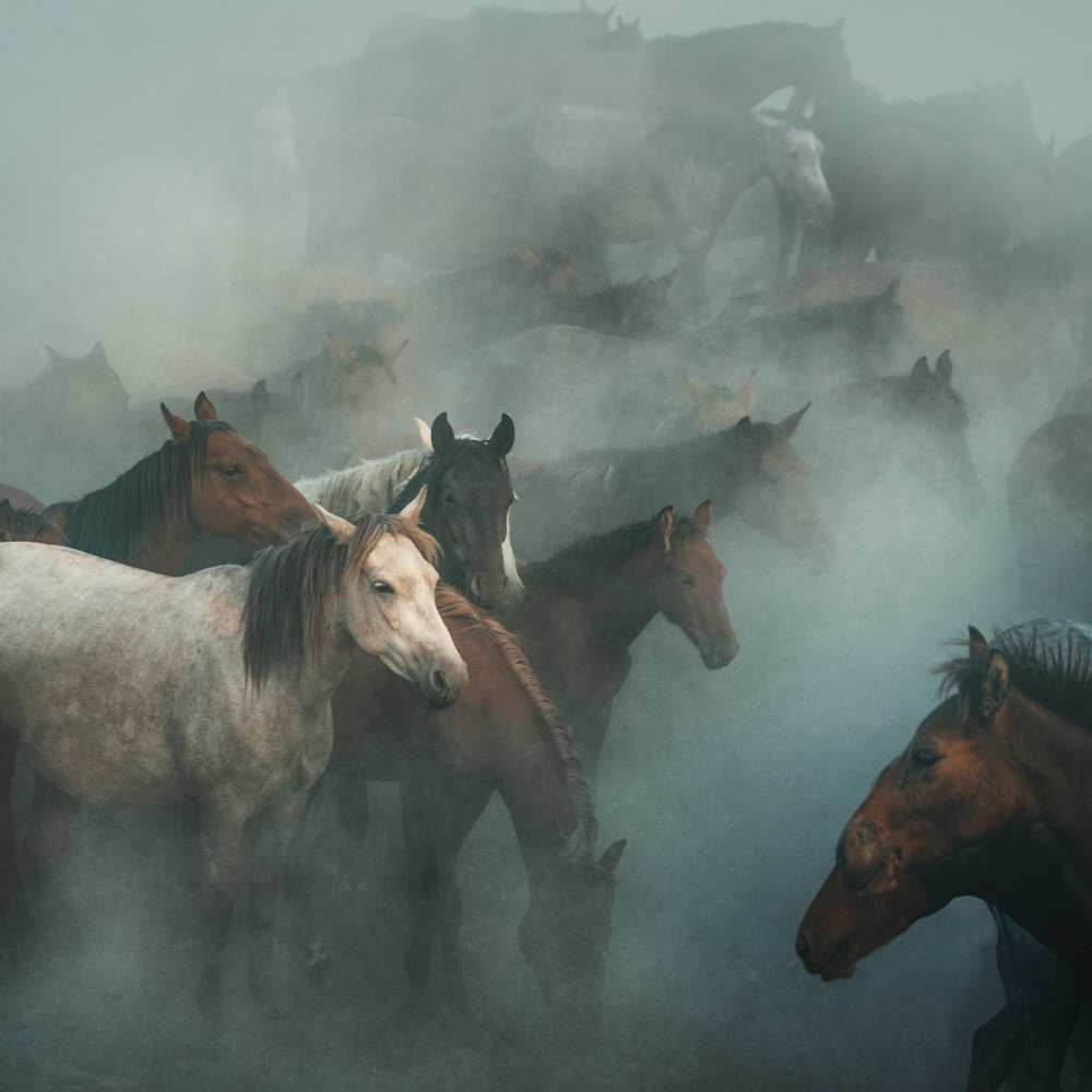 lost horses von Hüseyin Taskin