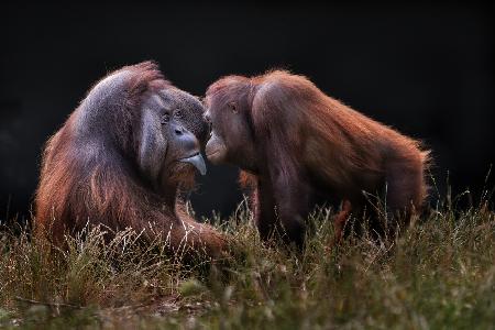 Affen für Partner