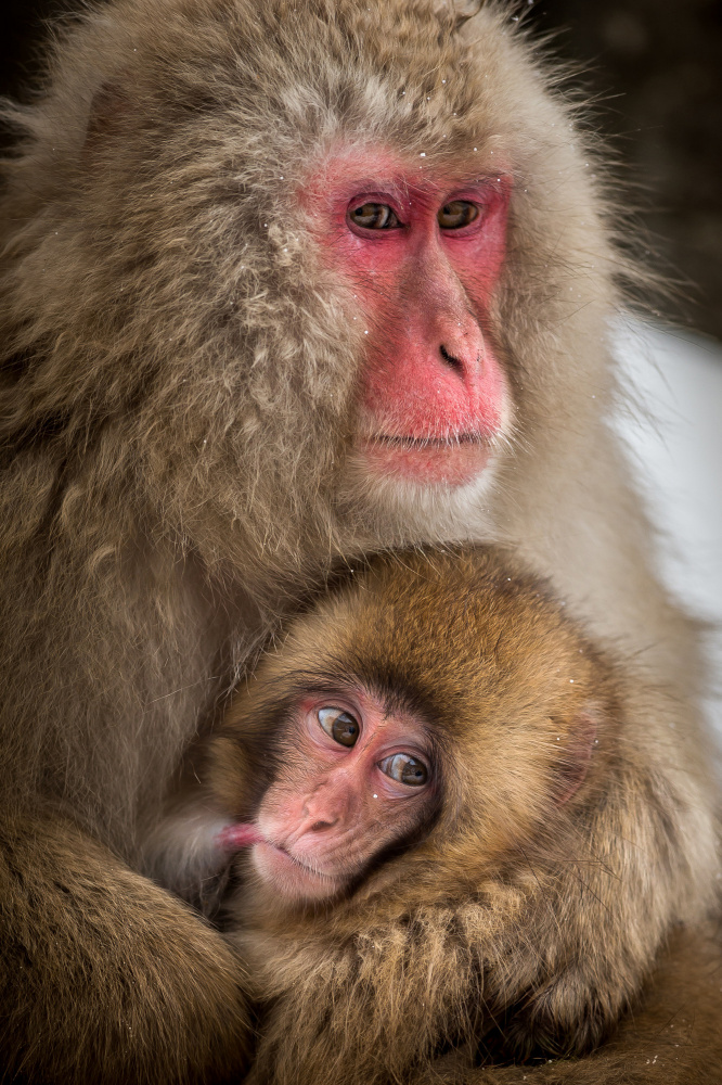 Neugieriges Affenbaby von Hung Tsui