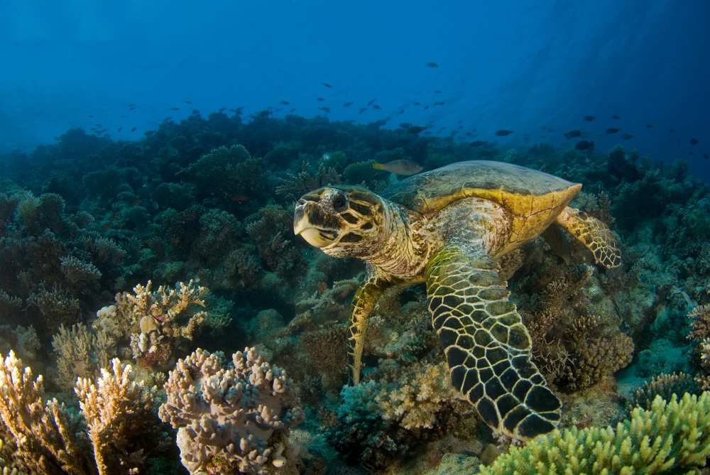 Hawksbill Sea Turtle von Ilan Ben Tov