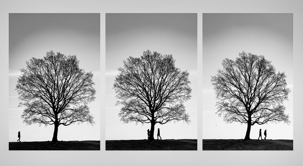 Die Geschichte des Baumes von Inge Schuster
