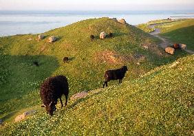 Helgoland  - Schafe auf dem Oberland