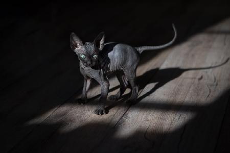 Eine schwarze Katze in einem dunklen Raum