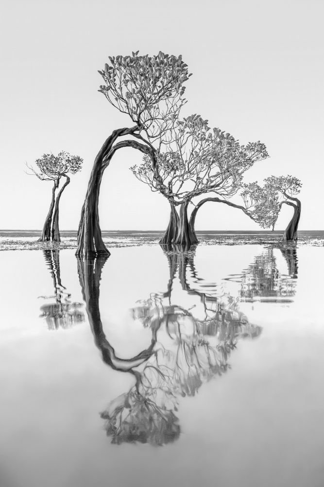 Tanzende Bäume von Irene Wu