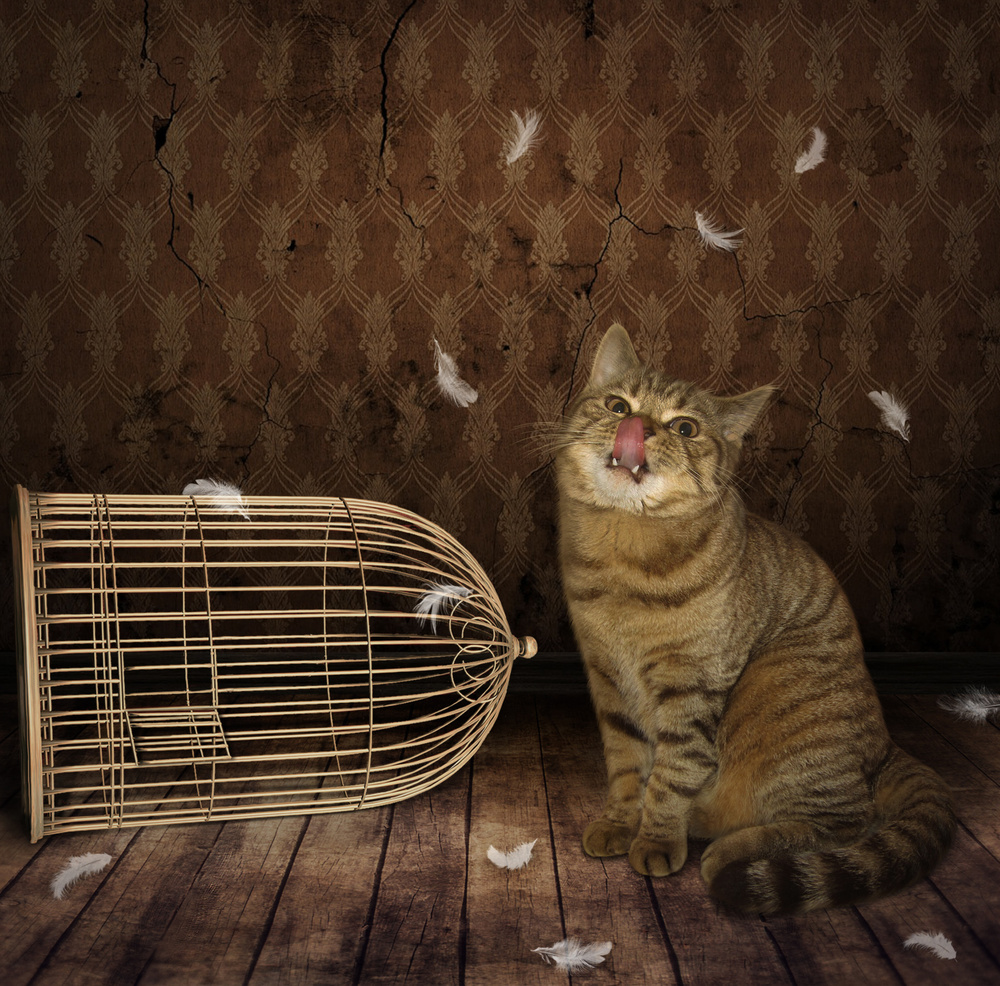 Katze und Vogel ... von Iryna Kuznetsova (Iridi)