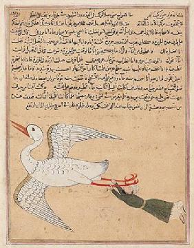 Ms E-7 fol.72a Merchant from Isfahan Flying, from 'The Wonders of the Creation and the Curiosities o