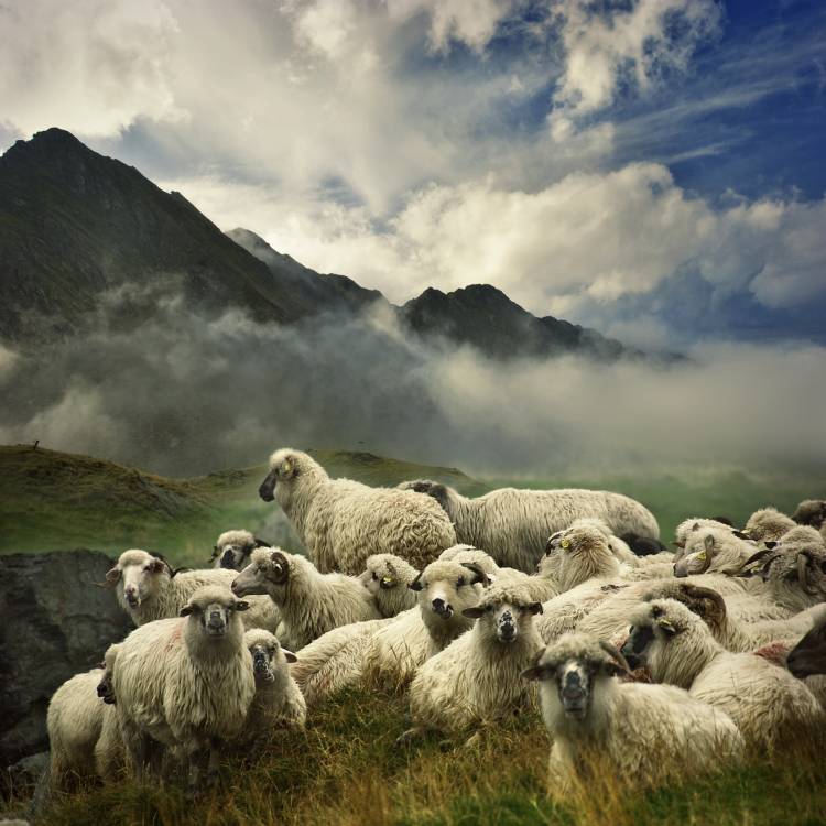 The Silence of the Lambs von Istvan Kadar