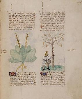 Collecting Turpentine, from 'Tractatus de Herbis' by Pedanius Dioscorides c.40-90 AD) 15th centu